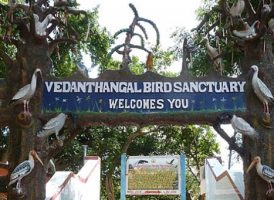 वेदांथंगल पक्षी अभयारण्य, तमिलनाडु