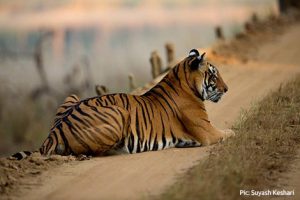 कान्हा टाइगर रिजर्व