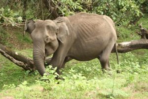 गुइंडी नेशनल पार्क, चेन्नई