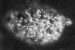 Berkelium