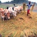 Bulletin: Cabinet approved new initiative to control FMD and Brucellosis