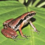 Scientists discover New Frog Species in Assam