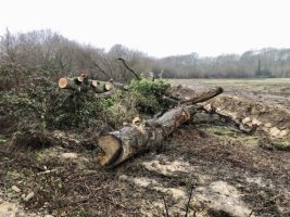 Bihar Government bans Tree-Felling