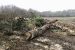 Bihar Government bans Tree-Felling