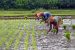 Bulletin: Cabinet extends PM-KISAN to all farmers