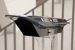DRDO test fires Hypersonic Technology Demonstrator Vehicle