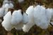 GM Cotton and Surrounding Controversy
