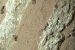Life on Mars