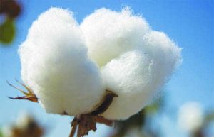 Maharashtra Farmers defy ban on GM Crops
