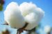 Maharashtra Farmers defy ban on GM Crops