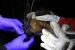 Man Examined for Nipah in Kerala