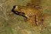 New Species of Frog Discovered in North-East