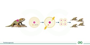 Parthenogenesis