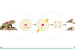 Parthenogenesis