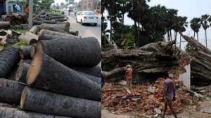 Tree Felling Banned in Bihar
