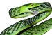 26 million year old Species of Vine Snake found in Western Ghats