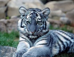 Blue Tigers