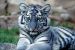 Blue Tigers