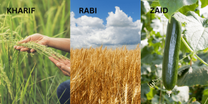 Cropping seasons of India- Kharif & Rabi