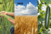 Cropping seasons of India- Kharif & Rabi