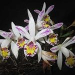 India is home to 1,256 species of orchid: 1st comprehensive survey