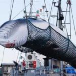 Japan resumes commercial whaling