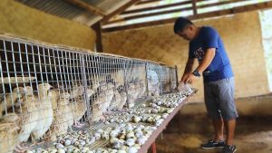 Quail Farming
