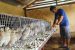 Quail Farming
