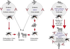 Western Equine Encephalitis Virus (WEEV)