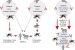 Western Equine Encephalitis Virus (WEEV)