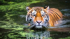 All India Tiger Estimation Report 2018 released