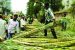 CCEA keeps Fair and Remunerative Price of sugarcane at Rs275/quintal