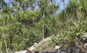 Dracaena cambodiana: India’s first dragon blood-oozing tree