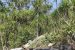 Dracaena cambodiana: India’s first dragon blood-oozing tree
