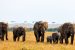 Elephant Bonds