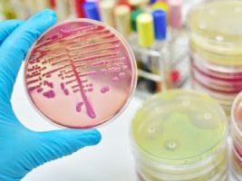 Health Ministry bans Colistin in Animal Food Industry