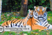International Tiger Day