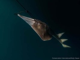 IUCN adds more than 7,000 to its Red List