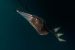IUCN adds more than 7,000 to its Red List