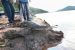 Odisha renews effort to revive Gharial population