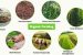 Organic Farming