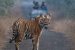 Pilibhit Tiger Reserve