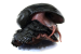 Scaly-Foot Snail: 1st ever Species Endangered due to Deep Sea Mining