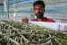 Sericulture
