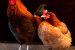 Short Note : 13 point Rooster