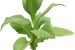 Short Note : Tobacco Production in  India
