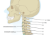 Term in Focus : Human Atlas