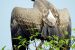 Vulture Population in India