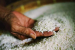 Government to prepare roadmap for distribution of fortified rice