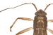 7 new species of water treaders belonging to genus Mesovelia discovered